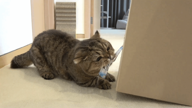 Funny Cat Whack-a-Mole Challenge_Full-HD_60fps_5.gif