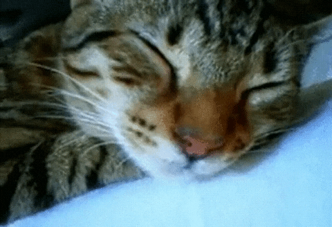 고양이 - 잠.gif
