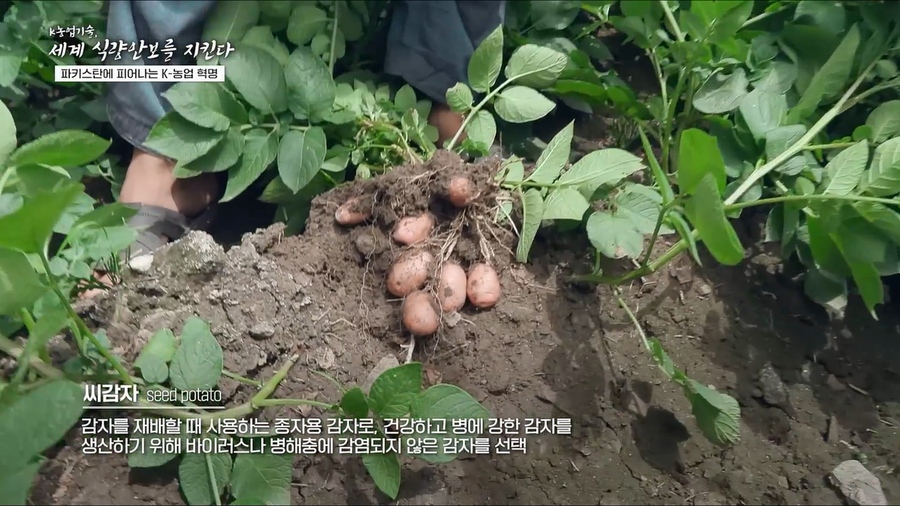 [KOPIA] K농업기술, 파키스탄 사람들에게 꿈을 심어주다_🤩 (u8uIqsoQRpY).mp4_20250128_015030.346.jpg